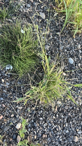 Proso Millet
