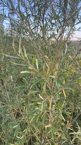 basket willow