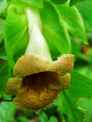 Gesnerieae