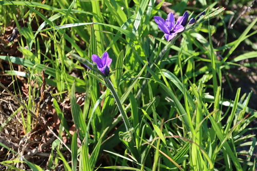 Babiana angustifolia