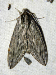 Sphinx canadensis