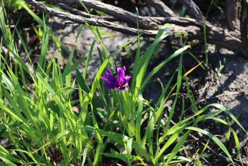 Babiana angustifolia
