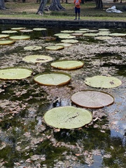 Victoria amazonica