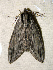 Sphinx canadensis