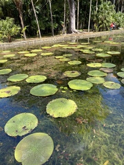 Victoria amazonica