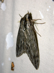 Sphinx canadensis