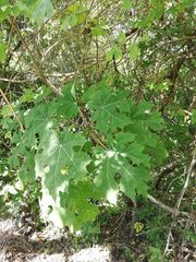 Cnidoscolus megacanthus