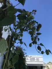 Humulus