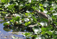 Ixobrychus involucris