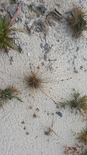 Bulbostylis ciliatifolia var. ciliatifolia