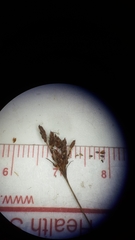 Bulbostylis ciliatifolia