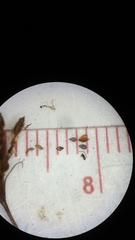 Bulbostylis ciliatifolia