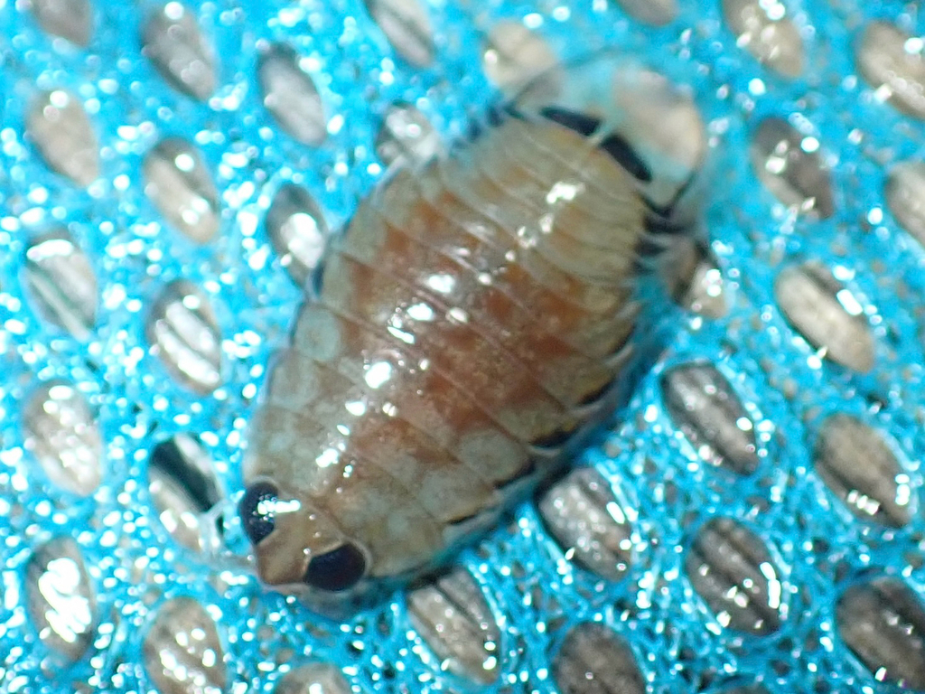 Rocinela belliceps