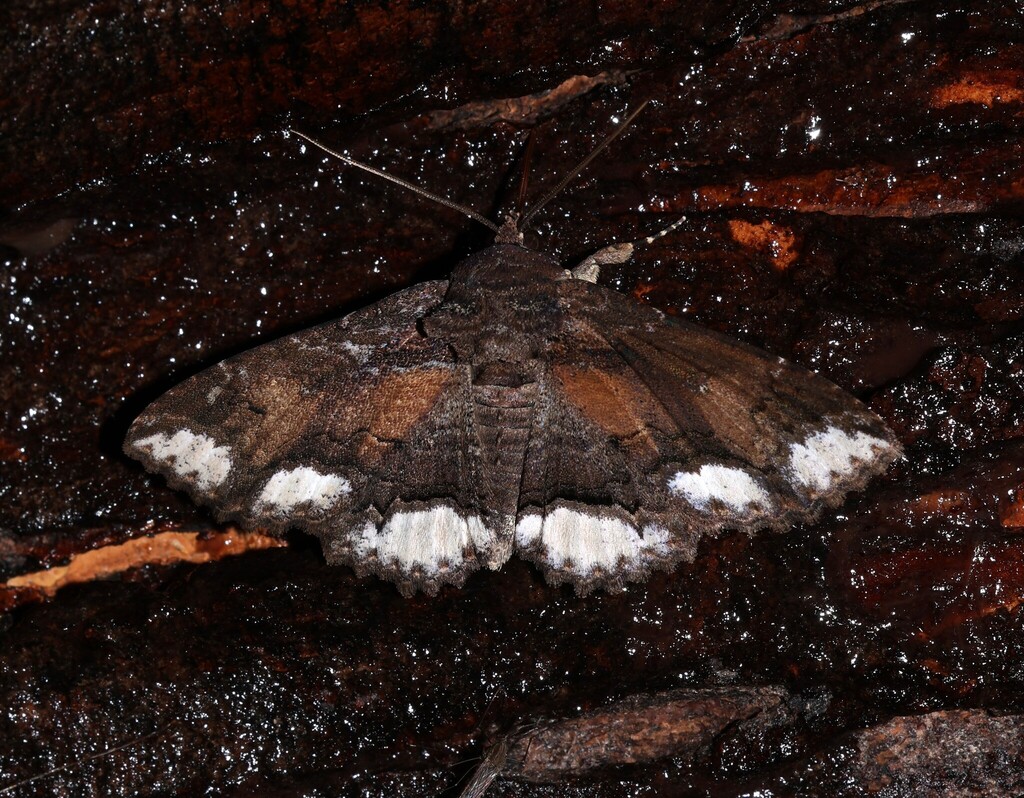 Lunate Zale Moth from 4100 Snaffle Bit Rd, Lebanon, IN 46052, USA on ...