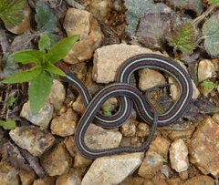 Thamnophis sirtalis tetrataenia
