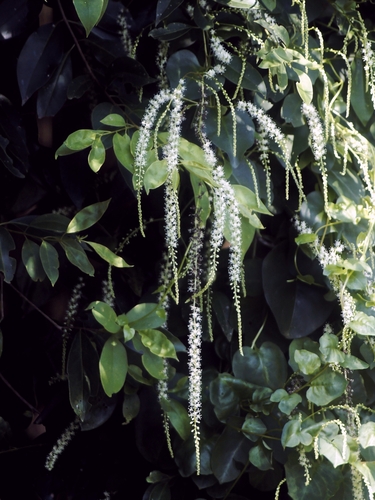 Mignonette vine