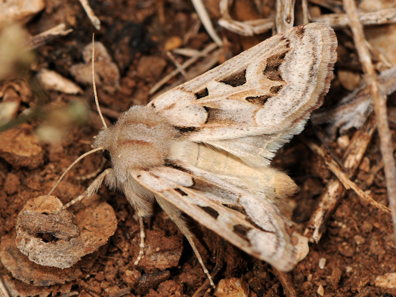 Episema glaucina