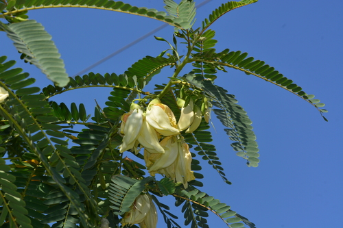 Sesbania grandiflora