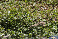 Ixobrychus involucris