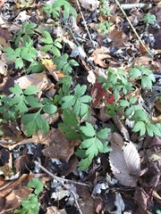Hydrophyllum virginianum
