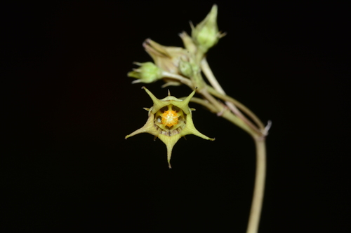 Ceropegia edulis
