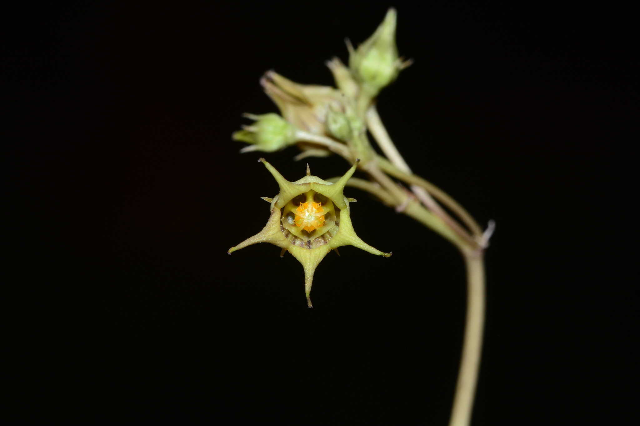 Ceropegia edulis