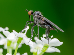 Empis pennipes