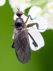 Empis pennipes
