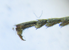 Dolerus aericeps