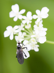 Empis pennipes