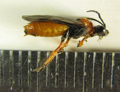 Dolerus aericeps