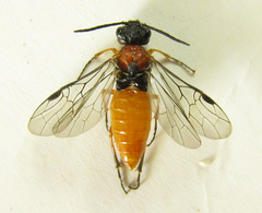 Dolerus aericeps