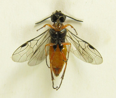 Dolerus aericeps