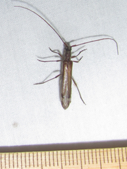 Styloxus fulleri