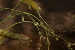 Ceropegia edulis
