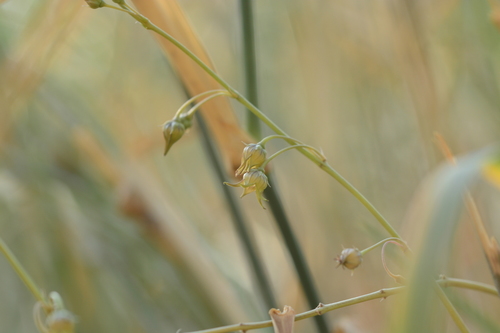Ceropegia edulis