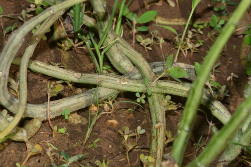 Ceropegia edulis