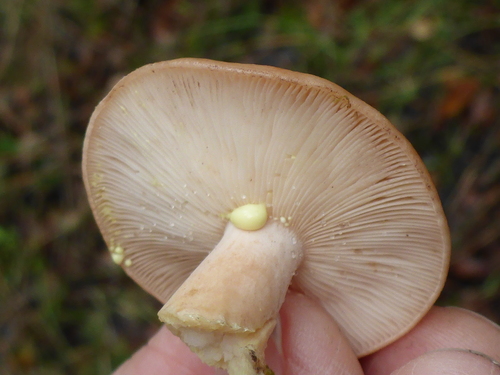 Yellow-staining Milk Cap