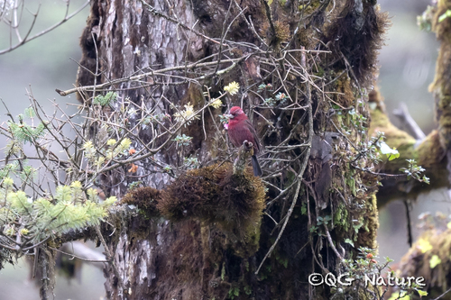 Vinaceous Rosefinch (Carpodacus vinaceus), photo 8