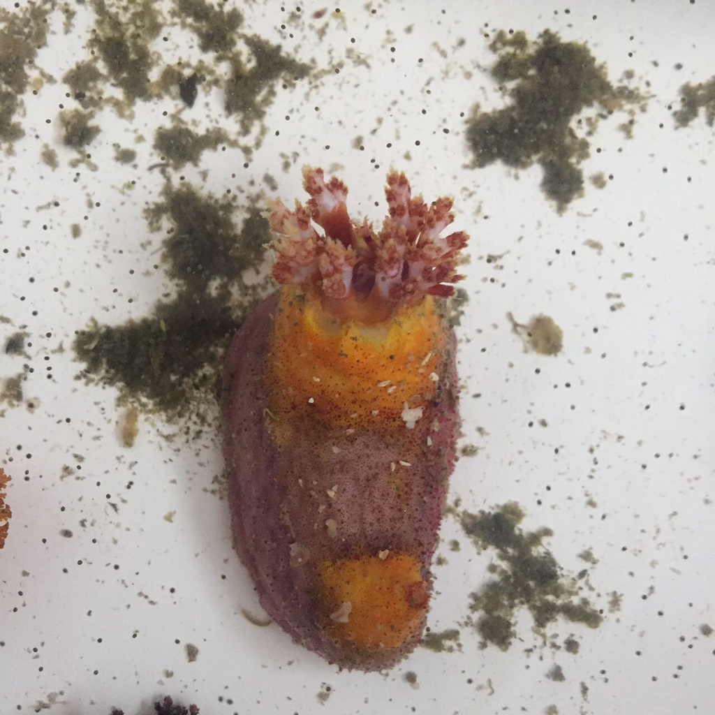 Lissothuria ornata