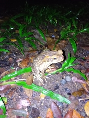 Rhinella marina