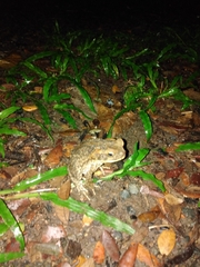 Rhinella marina