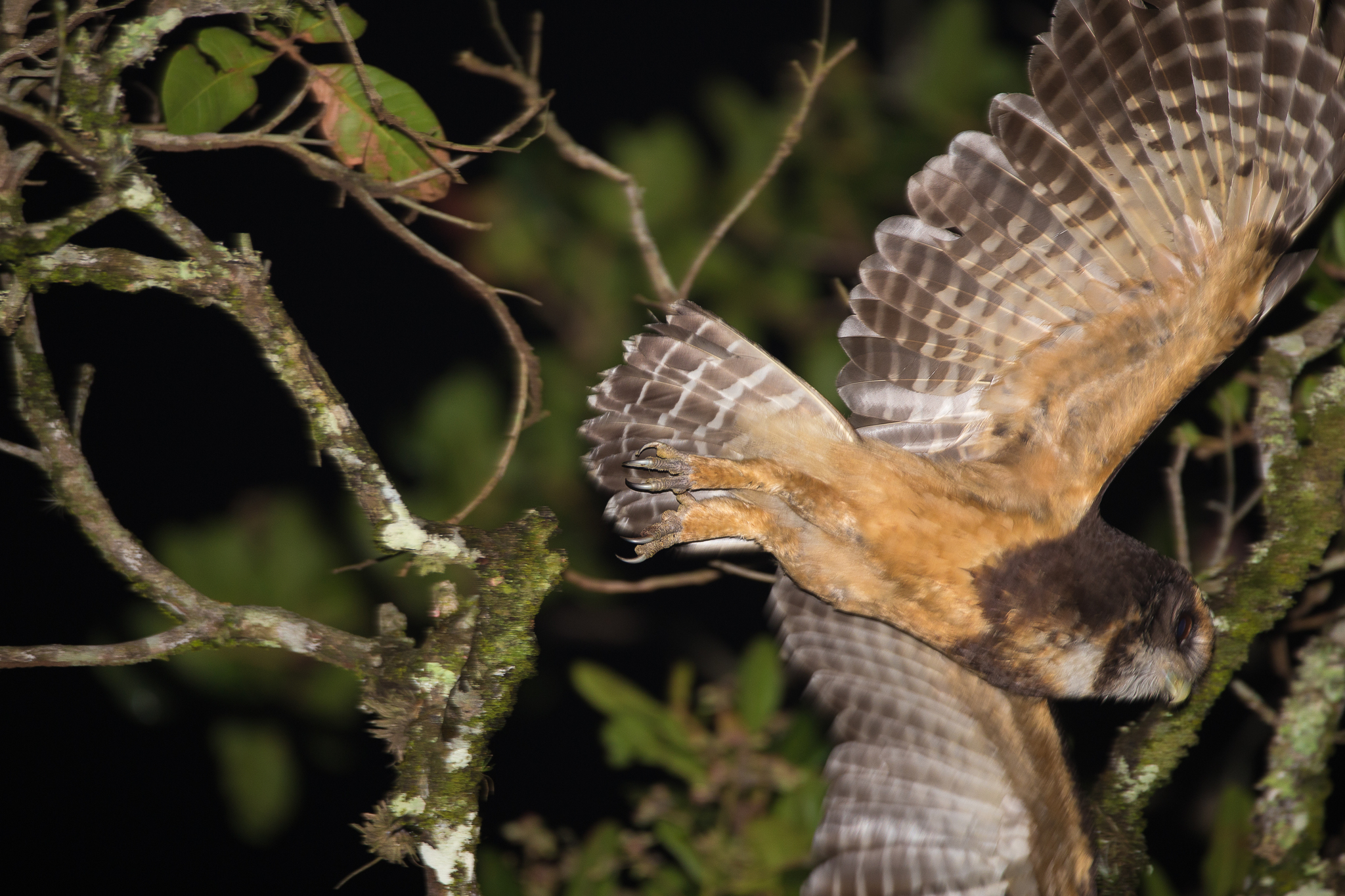 Tawny-browed Owl (Pulsatrix koeniswaldiana)