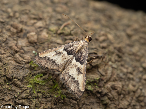 Endotricha rogenhoferi