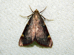 Hypsopygia thymetusalis