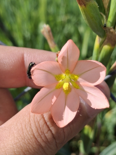 Moraea bifida