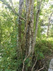 Piptadenia retusa