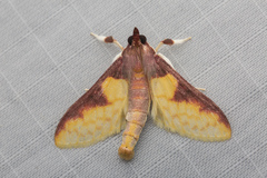 Pachynoa purpuralis