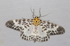 Pogonopygia nigralbata