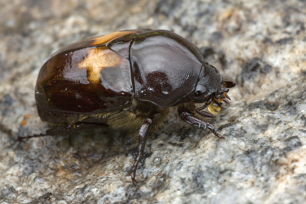 Parastasia